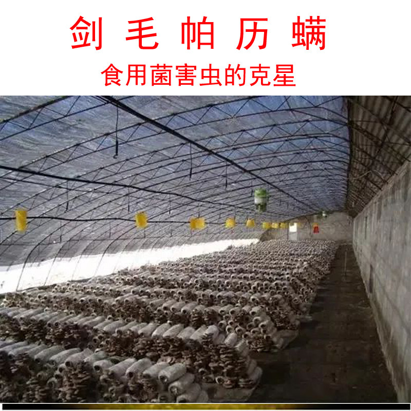 剑毛帕历螨生物防治土壤中的蕈蚊跳虫韭蛆蓟马线虫根蚜腐食酪螨等