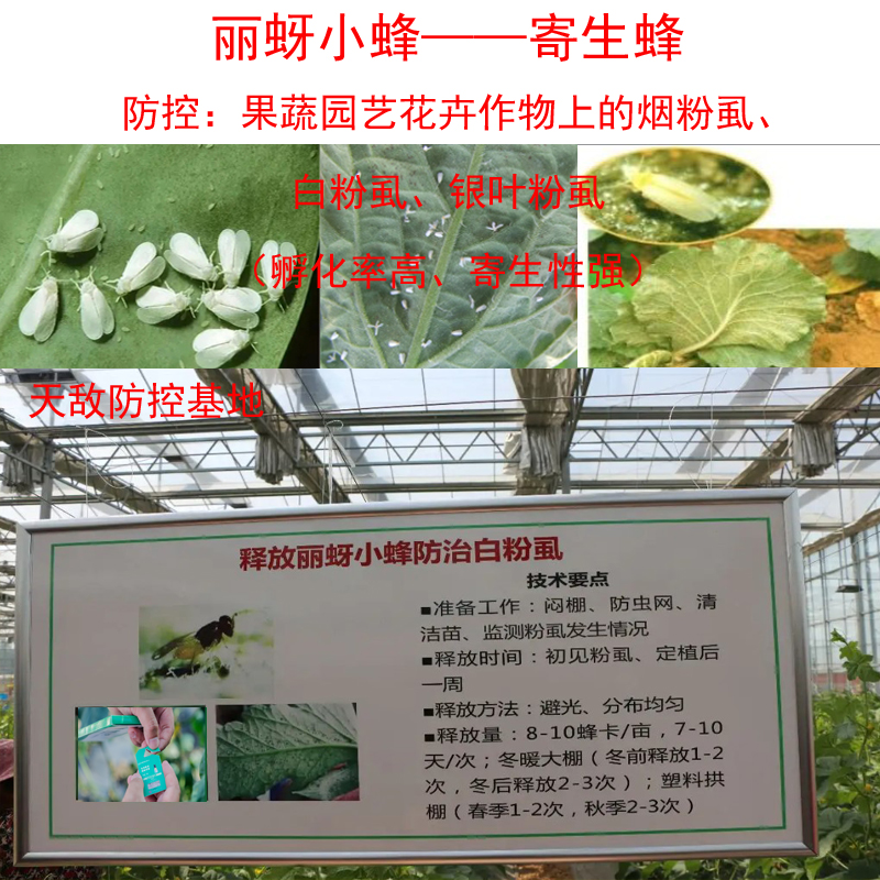 丽蚜小蜂除烟粉虱白粉虱生物防治