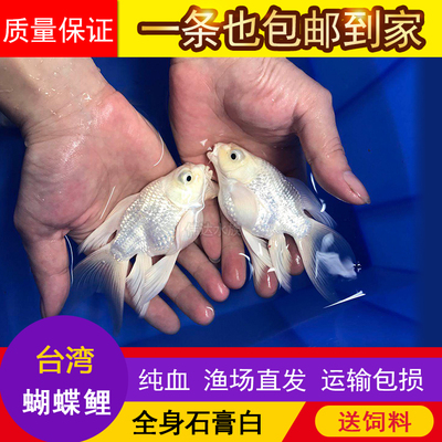 台湾蝴蝶鲤石膏白冷水鱼苗纯种大鳍大尾短身贵妃球体锦鲤鱼苗活体