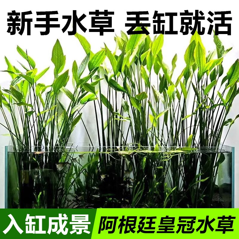 阿根廷皇冠鱼缸造景九冠水草大叶细叶铁皇冠挺水植物水上阴性淡水