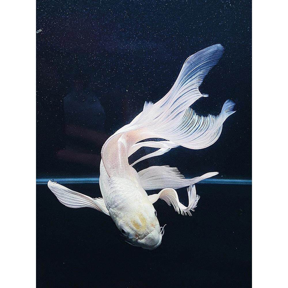 观赏鱼蝴蝶鲤小鱼活体短身球体狮头贵妃锦鲤白色纯种大尾鲤鱼活体