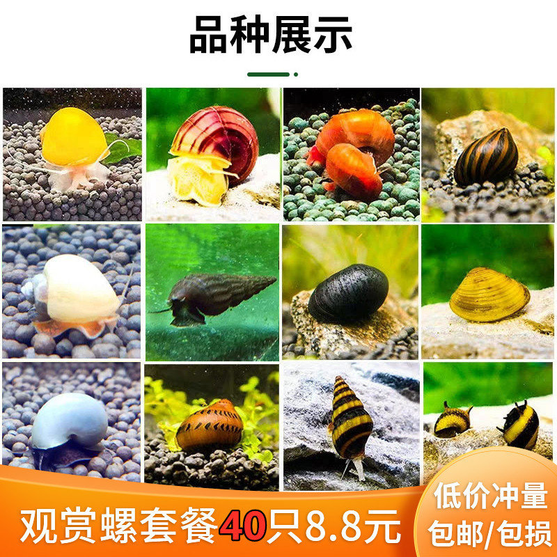 观赏螺清理鱼缸除燥苹果螺马来螺吃鱼屎活体黄金螺神秘螺斑马热卖