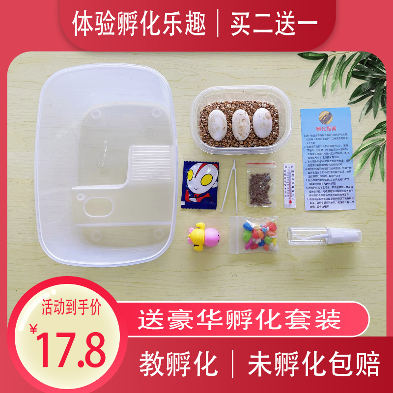 可孵化乌龟蛋中华草龟墨龟巴西龟宠物蛋受精蛋可孵化小乌龟蛋花龟