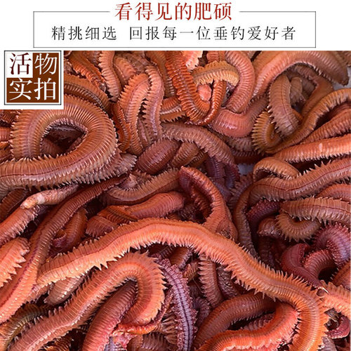 鲜活沙蚕海钓活饵料红虫鲈鱼饵海杆矶竿海蚂蝗海蜈蚣青虫顺丰包邮