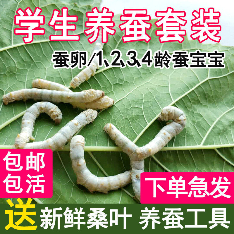蚕宝宝活物七彩儿童学生养蚕套装春蚕籽蚕种小蚕卵新鲜桑叶500g