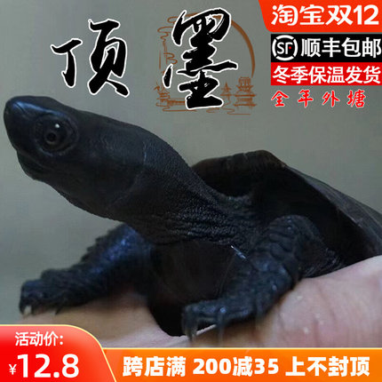 顶墨龟纯种全黑龟苗外塘中华公草龟迷你小乌龟活物活体金线龟小宠