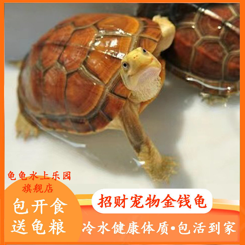 乌龟金钱龟纯正石金钱龟招财风水镇宅观赏宠物小青乌龟小乌龟活物
