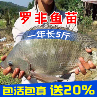 大品种罗非鱼苗单性福寿鱼抗寒活体放塘淡水养殖草鱼苗鲫鱼苗包活
