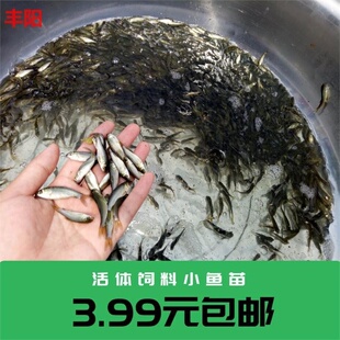 喂乌龟吃的小活鱼苗易养活鳄龟食物饲料鱼活的小型幼龟开口粮活体