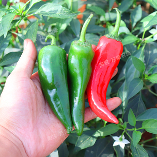 新鲜辣妹子露天辣椒特辣绿青椒薄皮尖椒大辣椒炒椒广东土辣椒包邮
