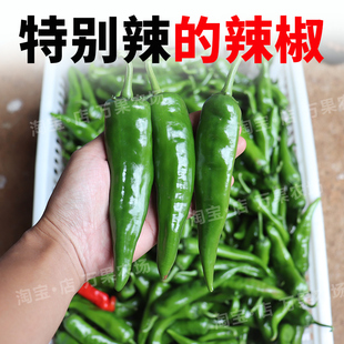 新鲜本地辣妹子小土辣椒特辣露天薄皮蔬菜新鲜包邮非樟树港5斤装3
