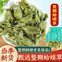 【只限今日!活動價】蛤蟆草500克