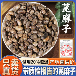 蓖麻子500g克蓖麻籽种子新鲜干货生蓖麻仁红大蓖麻子非中药材