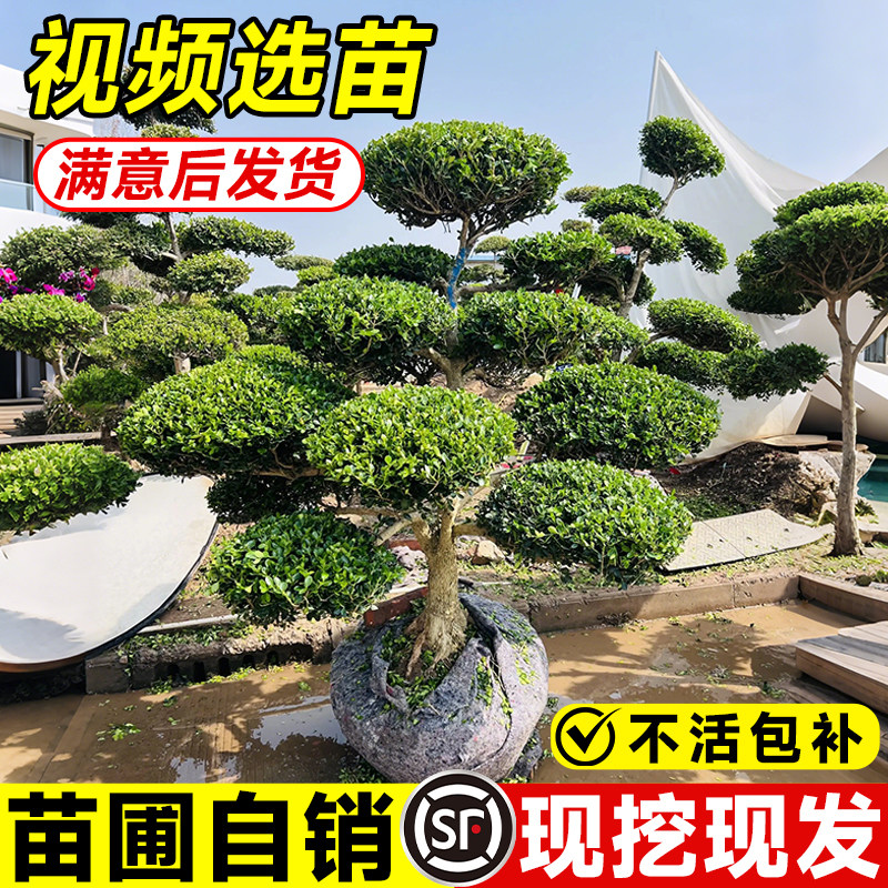 小叶黄杨树雀氏黄杨盆景树四季常青树苗庭院别墅造型绿化进化空气