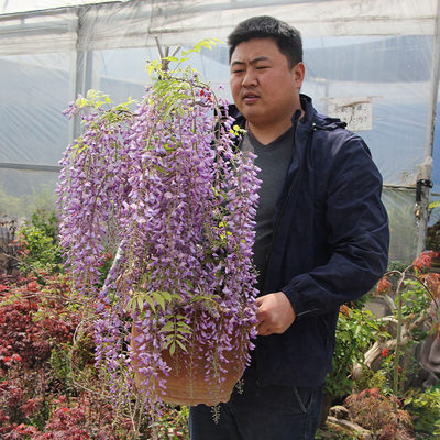 紫藤花树苗爬藤植物庭院围墙开花盆栽花苗绿植花卉藤蔓紫藤萝 虎窝淘