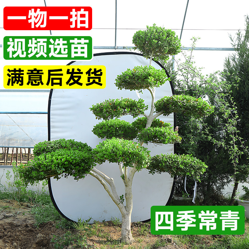 小叶黄杨树庭院别墅造型雀氏黄杨盆景树四季常青树苗绿化进化空气