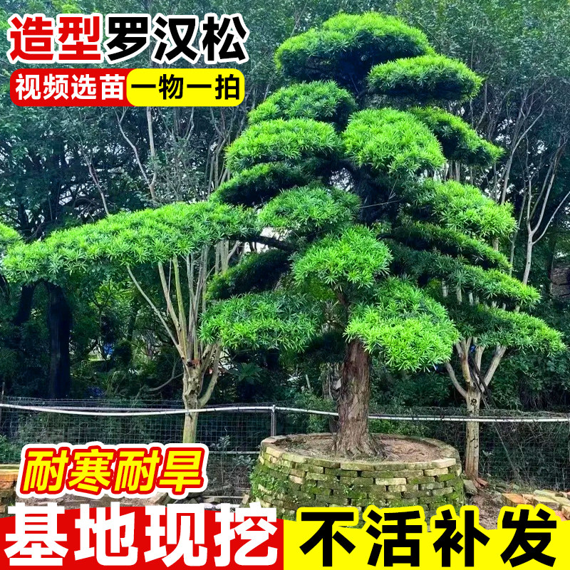 罗汉松庭院造型树小叶雀舌别墅庭院地栽盆栽绿化苗罗汉松盆景树苗