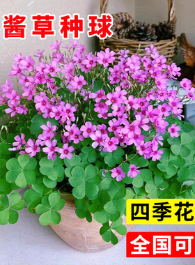 紫叶酢浆草种球幸运草炸酱草室内紫色醋酱草三叶草种子多年生盆栽