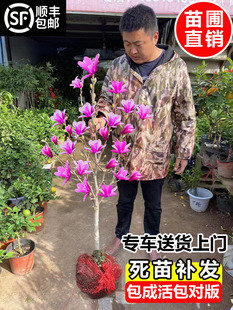 玉兰花苗带花苞红白黄紫玉兰树苗庭院室外绿化花卉盆栽植物广玉兰