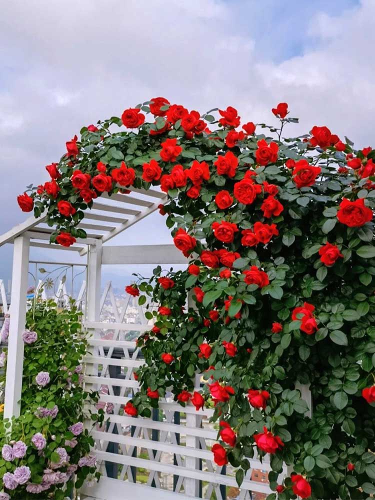 藤本佛罗伦蒂娜月季花苗爬藤大花开花红色玫瑰多季盆栽花卉蔷薇花,鲜花速递/花卉仿真/绿植园艺,月季/蔷薇/玫瑰,淘宝优惠券,粉丝福利购,淘宝优惠卷