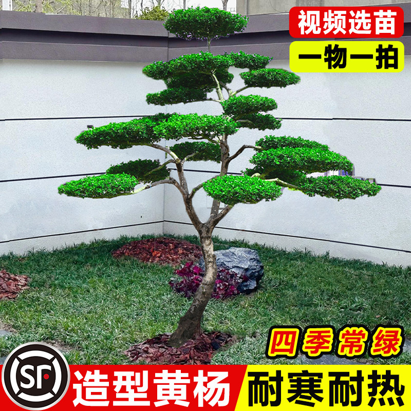 小叶黄杨树庭院别墅造型绿化进化空气雀氏黄杨盆景树四季常青树苗