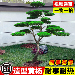 小叶黄杨树庭院别墅造型绿化进化空气雀氏黄杨盆景树四季常青树苗