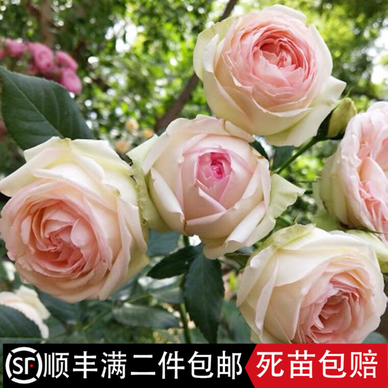 蒙娜丽莎切花月季花苗花型似粉龙特大花浓香耐热粉红色玫瑰多季开