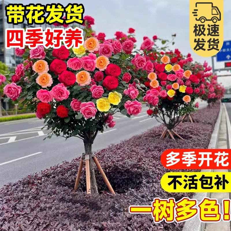 多色棒棒糖月季多季开花树桩月季老桩苗室外庭院别墅浓香多季好养