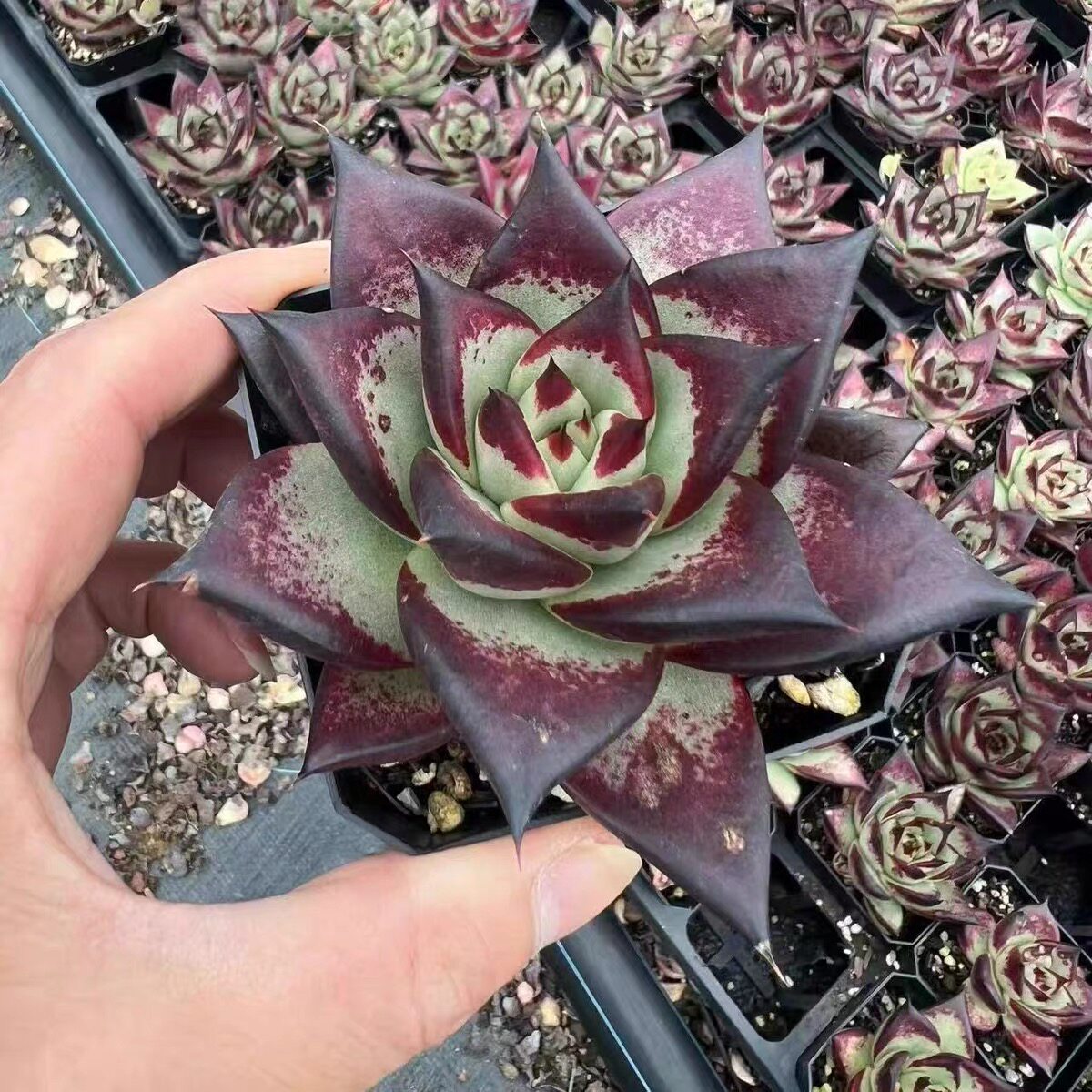 乌木黑檀汁热门东云多肉植物新手多肉植物