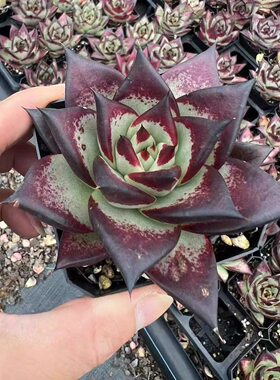 乌木黑檀汁热门东云多肉植物新手盆栽 黑魔王乌木肉肉新手易养