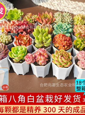 多肉植物批发带盆组合
