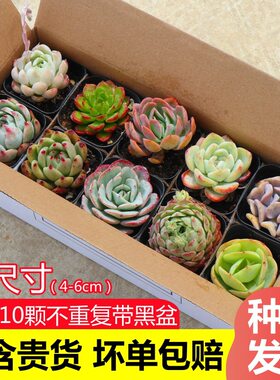 多肉植物带盆批发套餐