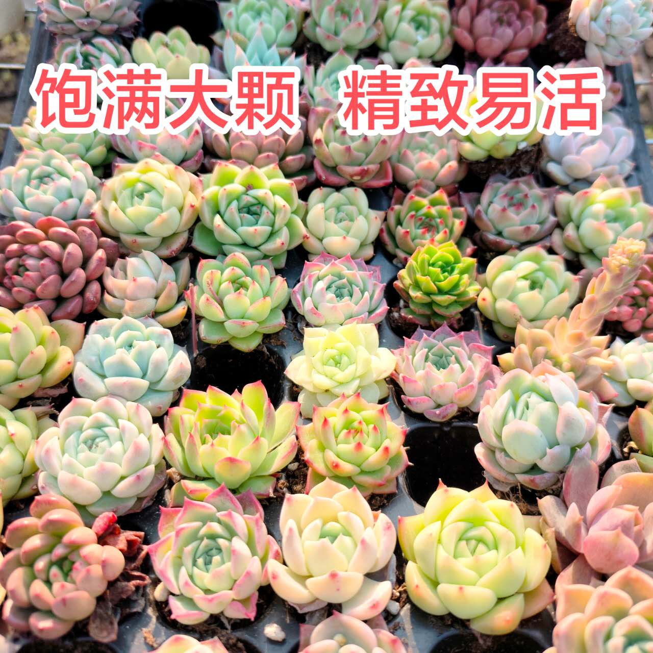 多肉植物批发基地多肉盆栽多肉直播多肉茶室盆景招财网红精品多肉