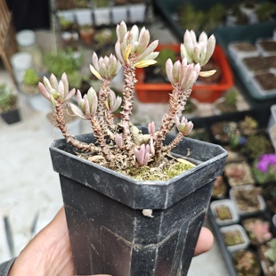 棒叶酢浆草多肉一颗包邮新手好养活小盆栽花卉阳台