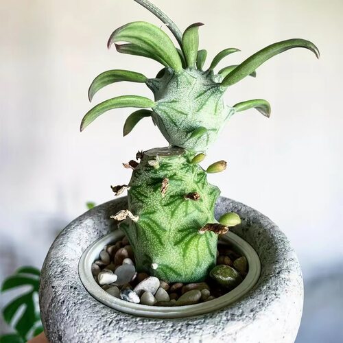 Kleinia |普西利菊开花无刺仙人掌类植物室内盆栽多肉花肉肉花卉
