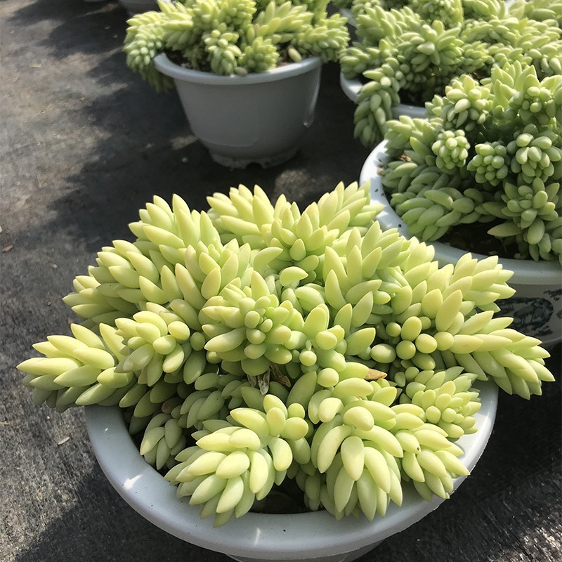 垂吊多肉大盆群生植物象牙玉缀基地带盆土发货阳台园艺爱好