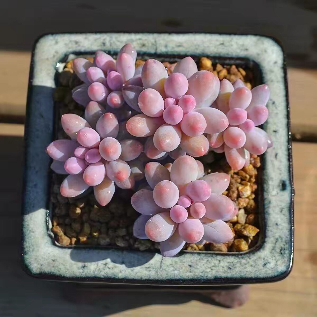 婴儿手指群生多头多肉植物盆栽肉肉新手办公室创意花卉绿植防辐射