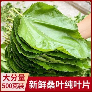 蚕宝宝专用桑叶新鲜食用桑叶现摘现发保证新鲜坏叶包赔