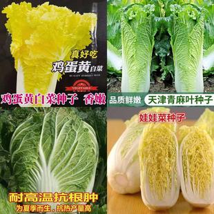 1各种蔬菜种子 生菜 乌塌等蔬菜种籽 农田菜园高产易种蔬菜白菜