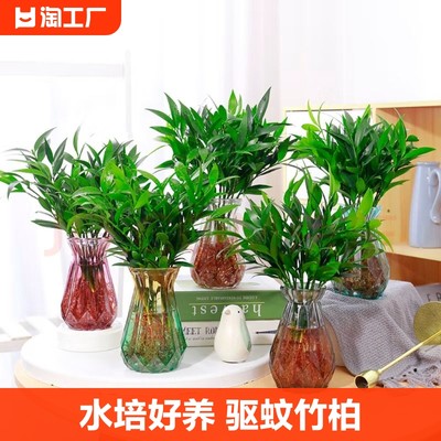 水培驱蚊竹柏盆栽绿植植物净化空气室内花卉防蚊土培去蚊卧室摆放