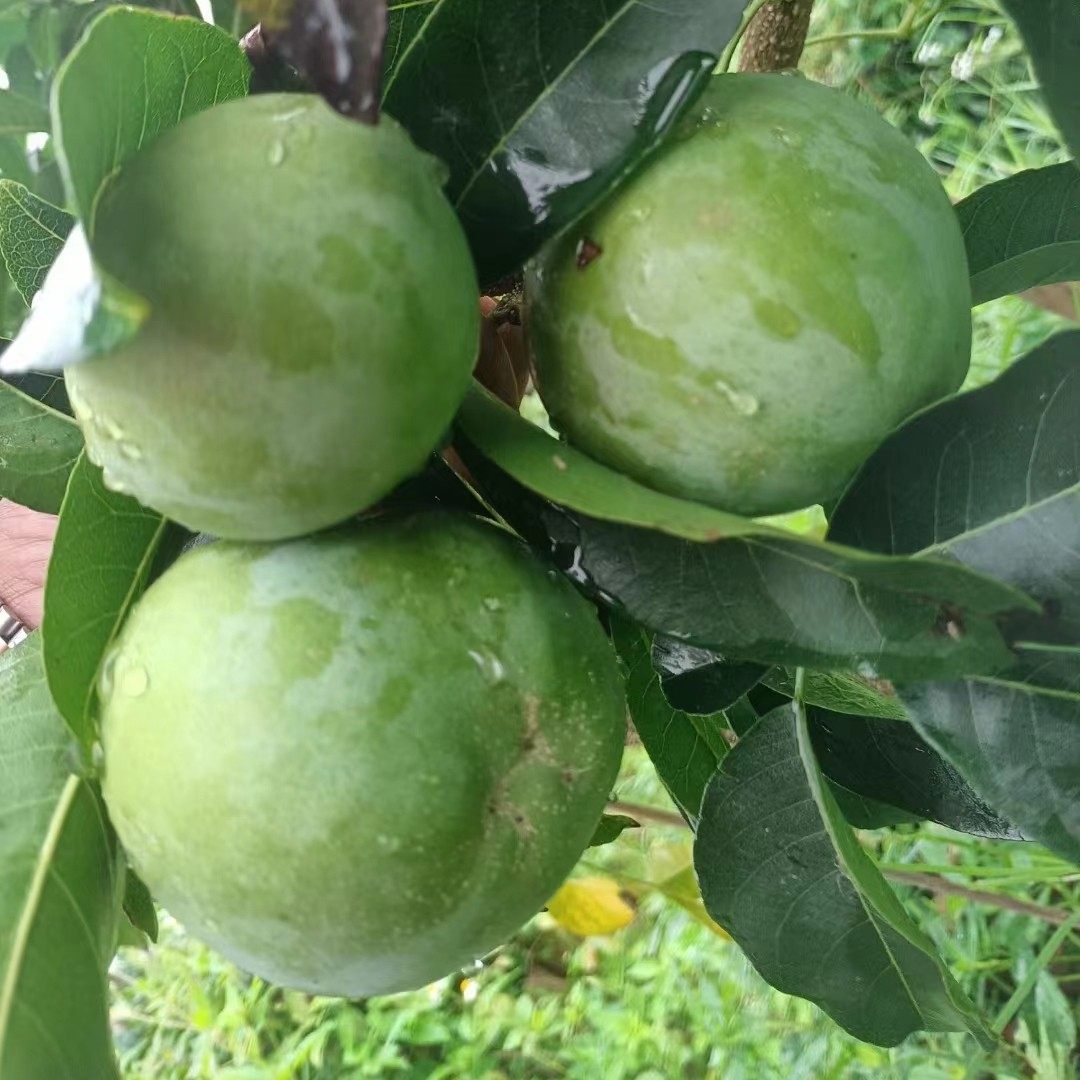 正宗状元红冰淇淋果苗金四季大黑叶冰淇淋果