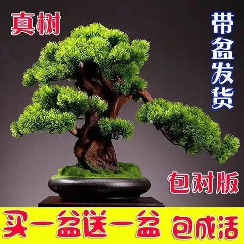 迎客松盆景真树四季常青耐寒栽
