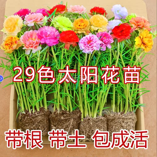 重瓣太阳花苗带根盆栽苗混色喜阳植物带花苞室内阳台庭院四季开花