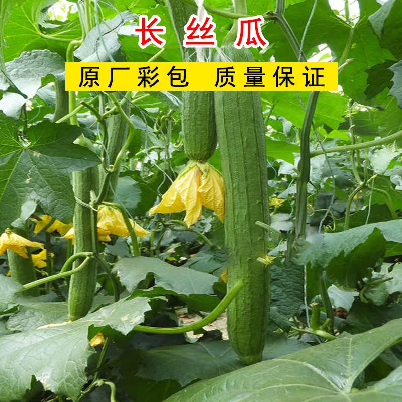 长香丝瓜种子四季蔬菜种籽家庭园艺盆栽小院种孑易成活好管理