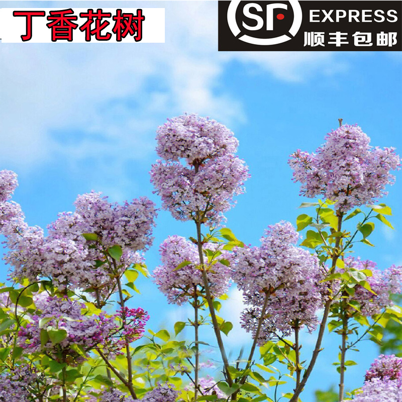 丁香花四季耐寒庭院植物花卉绿植