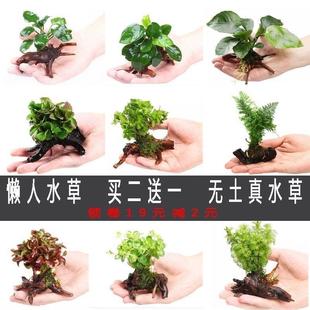 凤尾虎耳小对叶红波定植懒人水草鱼缸造景小水榕瓦利斯榕巴榕沉木