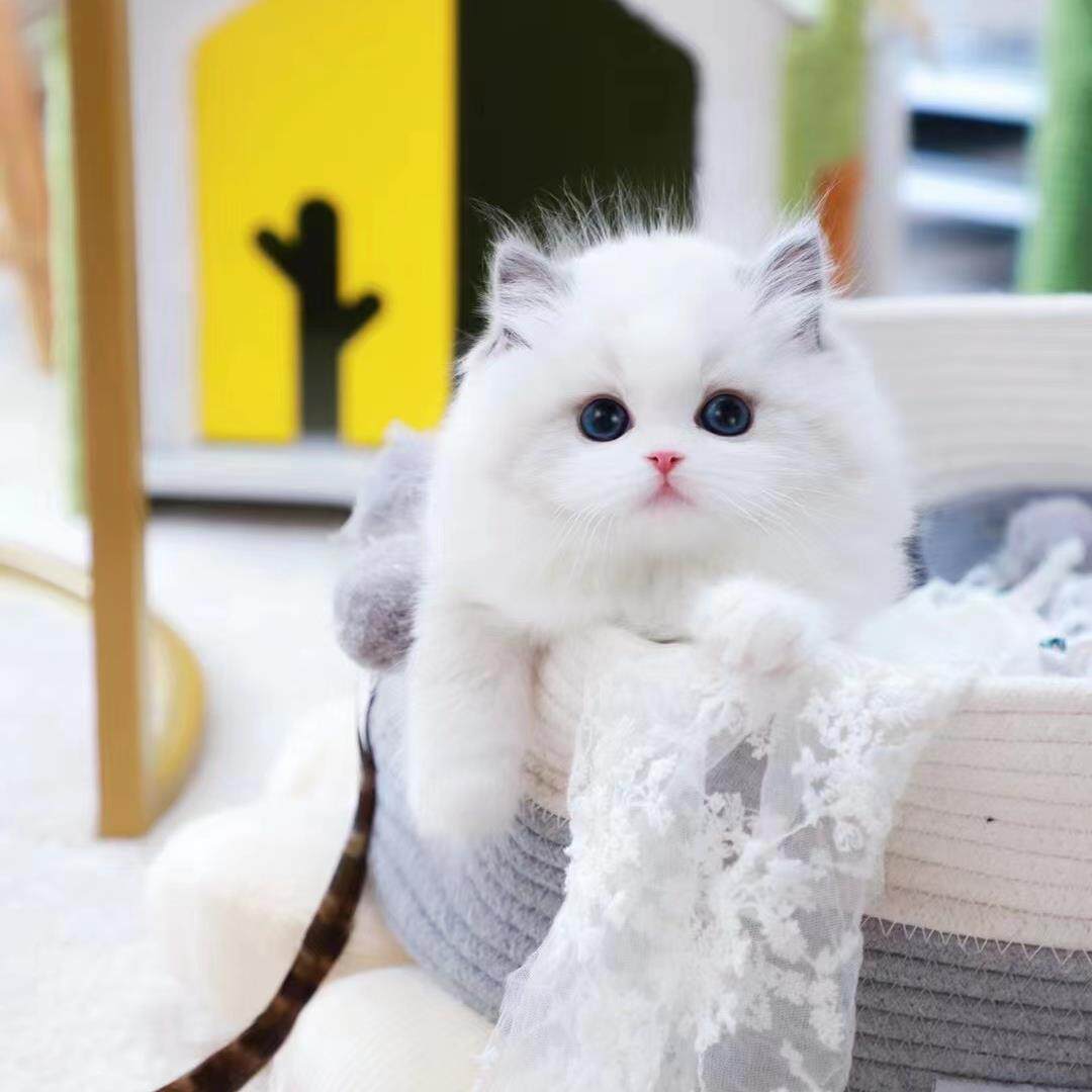 布偶猫海双蓝双布偶蓝眼睛仙女猫纯种双血统赛级宠物猫上门看猫