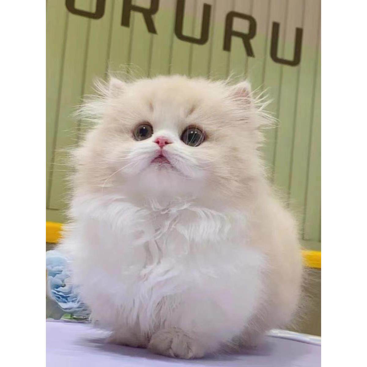 拿破仑矮脚猫幼猫纯种银白乳白纯白三花金加白金渐层短腿猫米努特