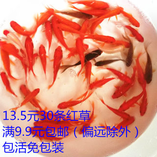 金鱼活体小红草活鱼饲料鱼观赏锦鲫鱼苗耐活淡冷水鱼鱼好养