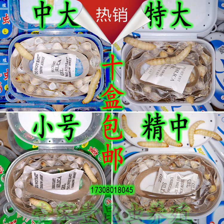 玉米虫葡萄蜜虫活虫大蜡螟幼虫钓饵鱼饵鸟虫宠物口粮养殖玉米虫